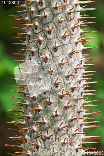 Image of Stem tropical tree with needle