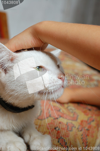 Image of white cat and child