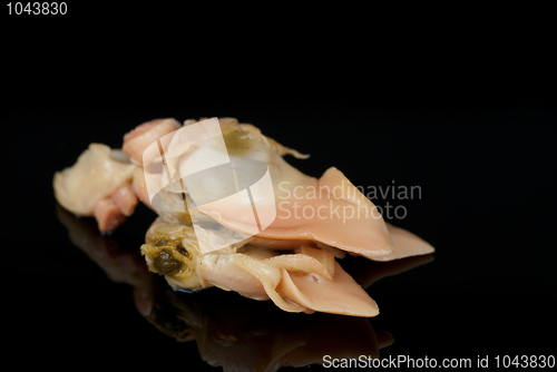 Image of Red clam