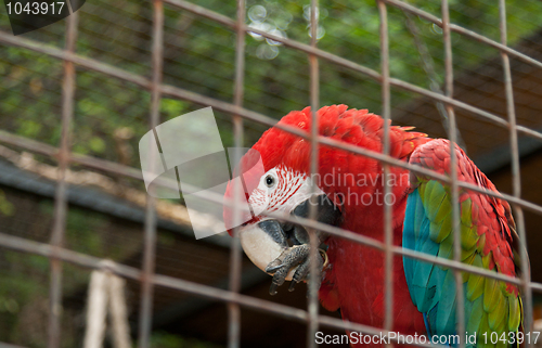 Image of Big varicoloured parrot in hutch