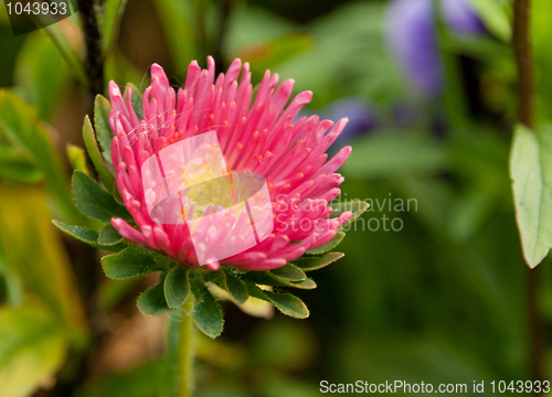 Image of Red flower