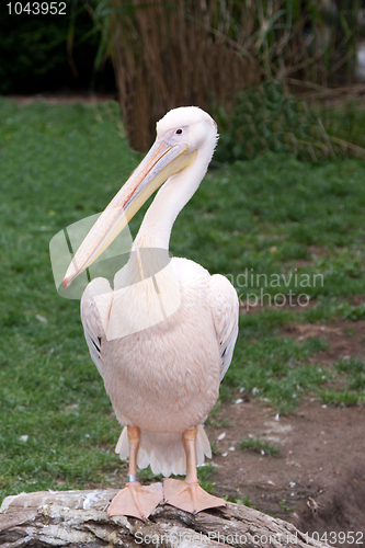 Image of Bird pelican
