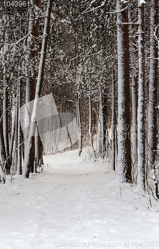 Image of Snow-clad lane in winter wood