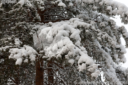 Image of Branches of the pine in snow