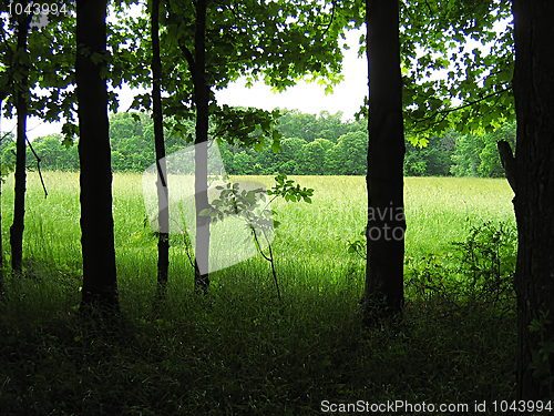 Image of Quiet Forest