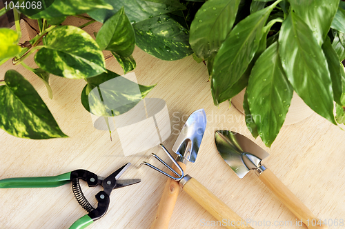 Image of Gardening tools and houseplants – still life