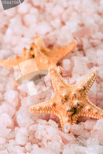 Image of two starfishes and sea salt