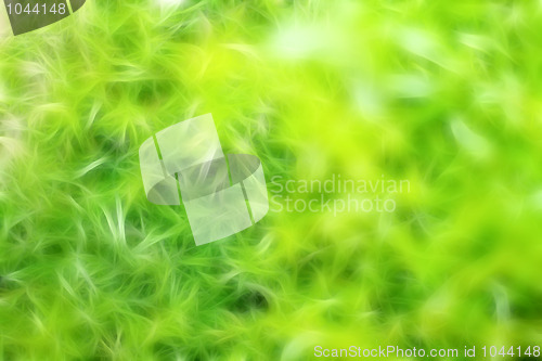Image of garden grassy