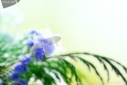 Image of floral background