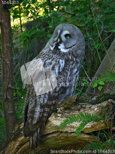 Image of Great Grey Owl or Lapland Owl