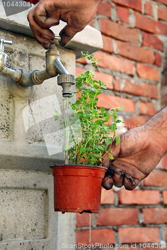 Image of Watering a pot