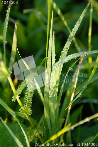 Image of Green grass natural background