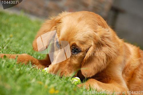 Image of Golden retriever portrait