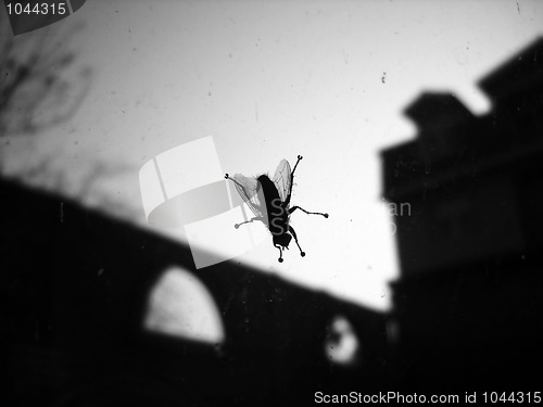 Image of Fly on window