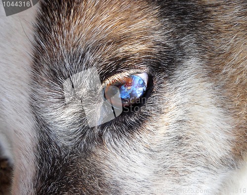 Image of Colorful dog eye