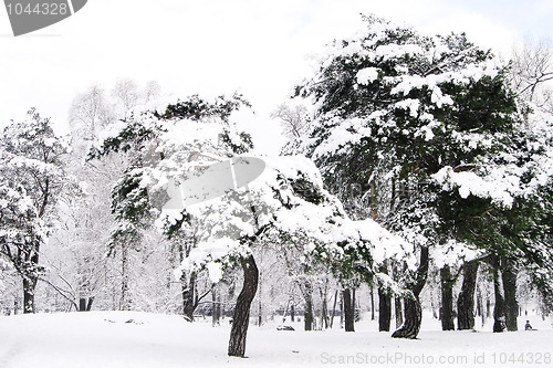 Image of Winter in City Park