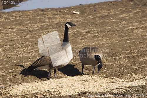 Image of Two geese use some food people provide