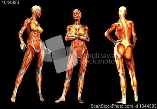 Image of Females With Muscles 