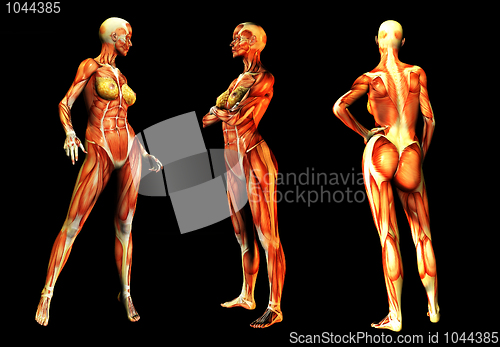 Image of Females With Muscles 