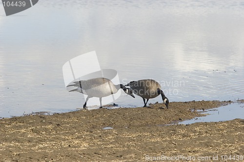 Image of Pair of black geese during the migration