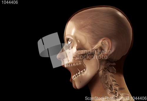 Image of Female X Ray Head