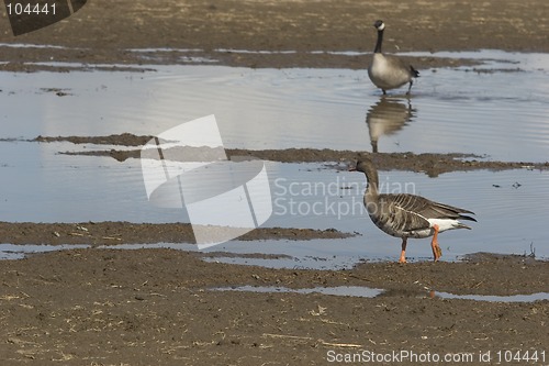 Image of 2 different goose species