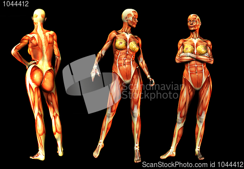 Image of Females With Muscles 