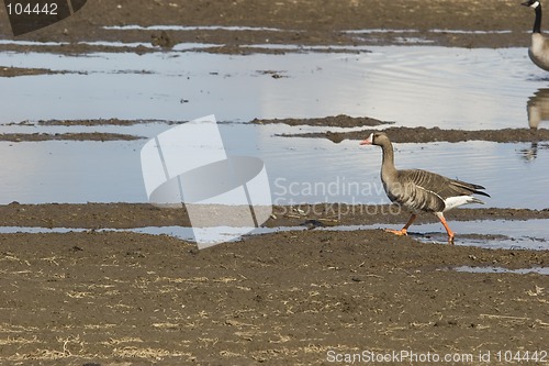 Image of Confident walk of a wild goose