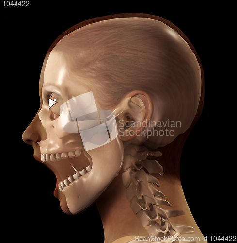 Image of Female X Ray Head