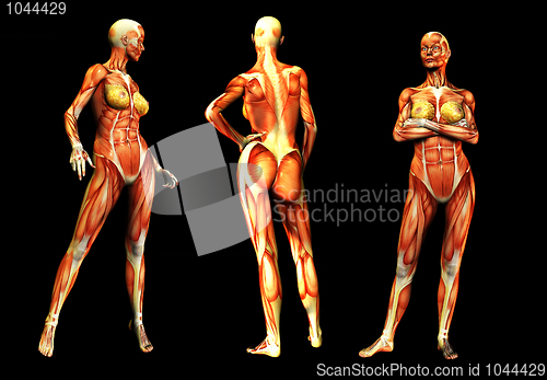 Image of Females With Muscles 