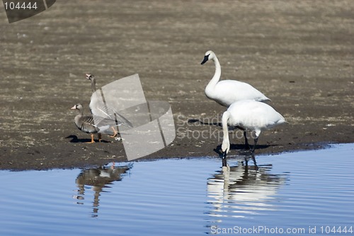 Image of Pair of swans with a geese couple
