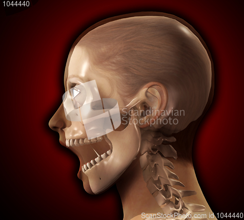 Image of Female X Ray Head