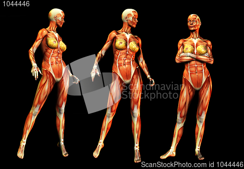 Image of Females With Muscles 