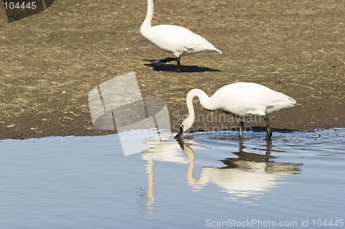 Image of Swan reflection with bended neck