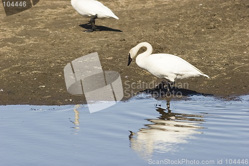 Image of Reflection of a swan