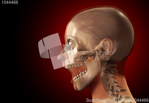 Image of Female X Ray Head