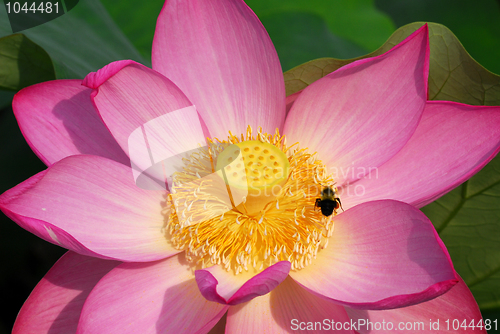 Image of Lotus Flower