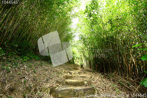 Image of Bamboo lane 