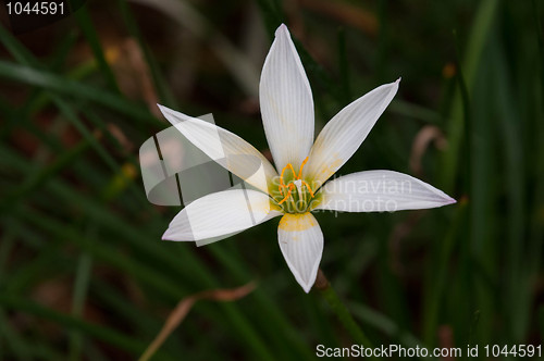 Image of Rain Lily