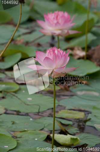 Image of Lotus Pond