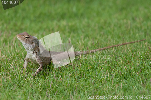 Image of Garden Lizard