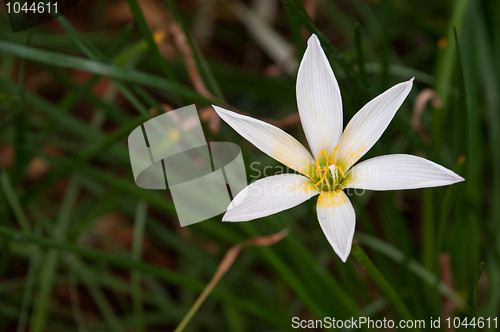 Image of Rain Lily