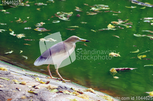 Image of Indian Pond Heron