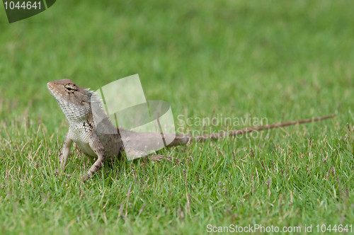 Image of Garden Lizard