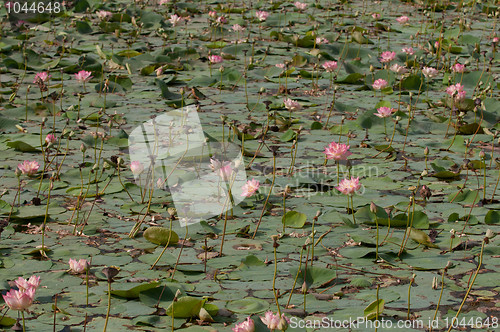 Image of Lotus Pond