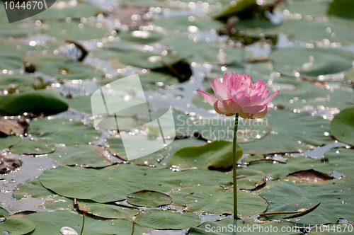 Image of Lotus Pond