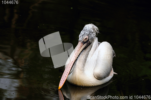 Image of PElican