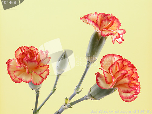 Image of carnations