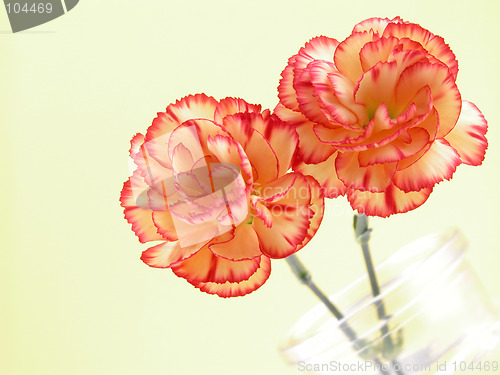 Image of carnations