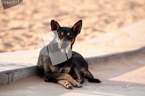 Image of Stray Dog